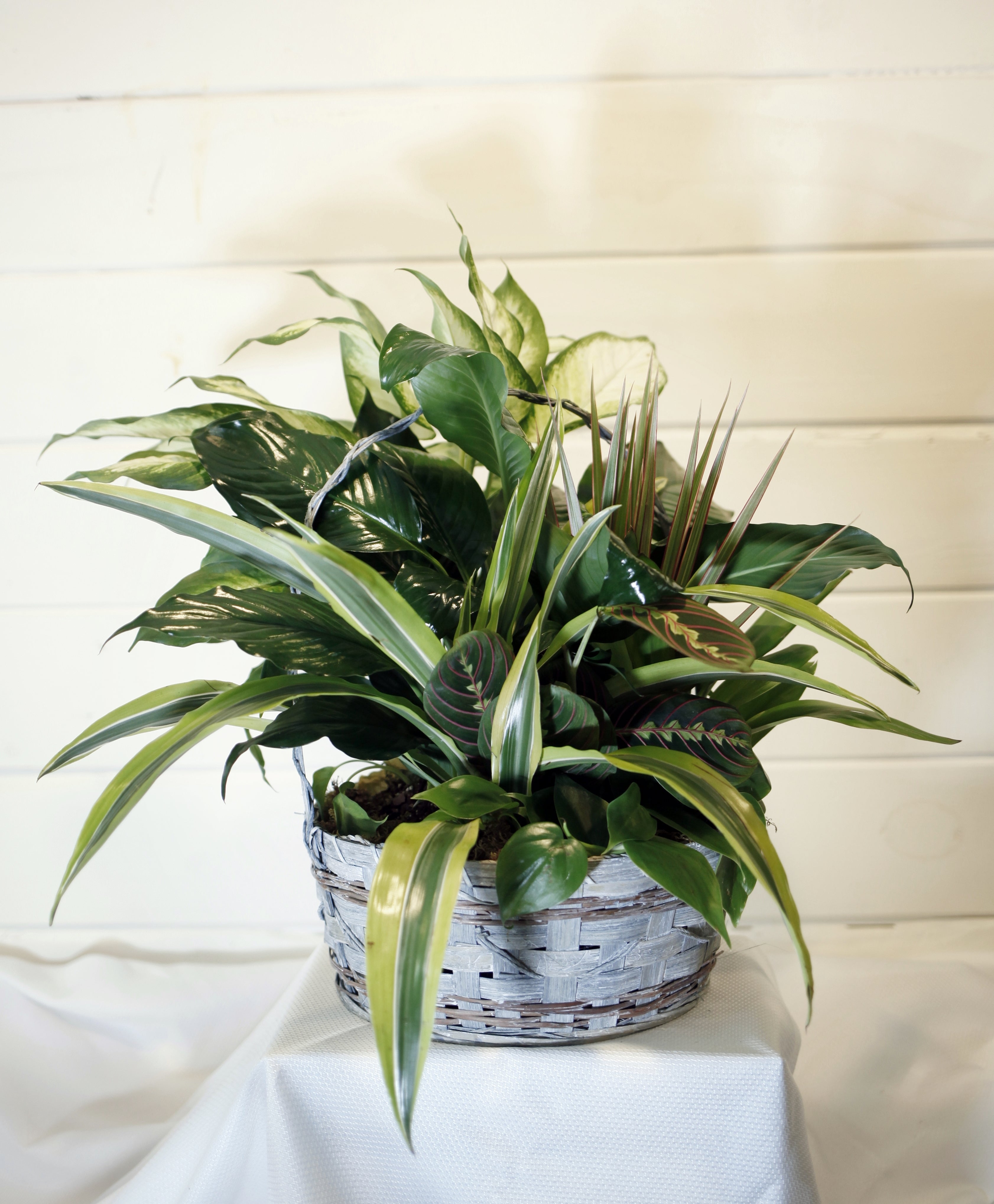 Sympathy Plants Vine + Branch Florist