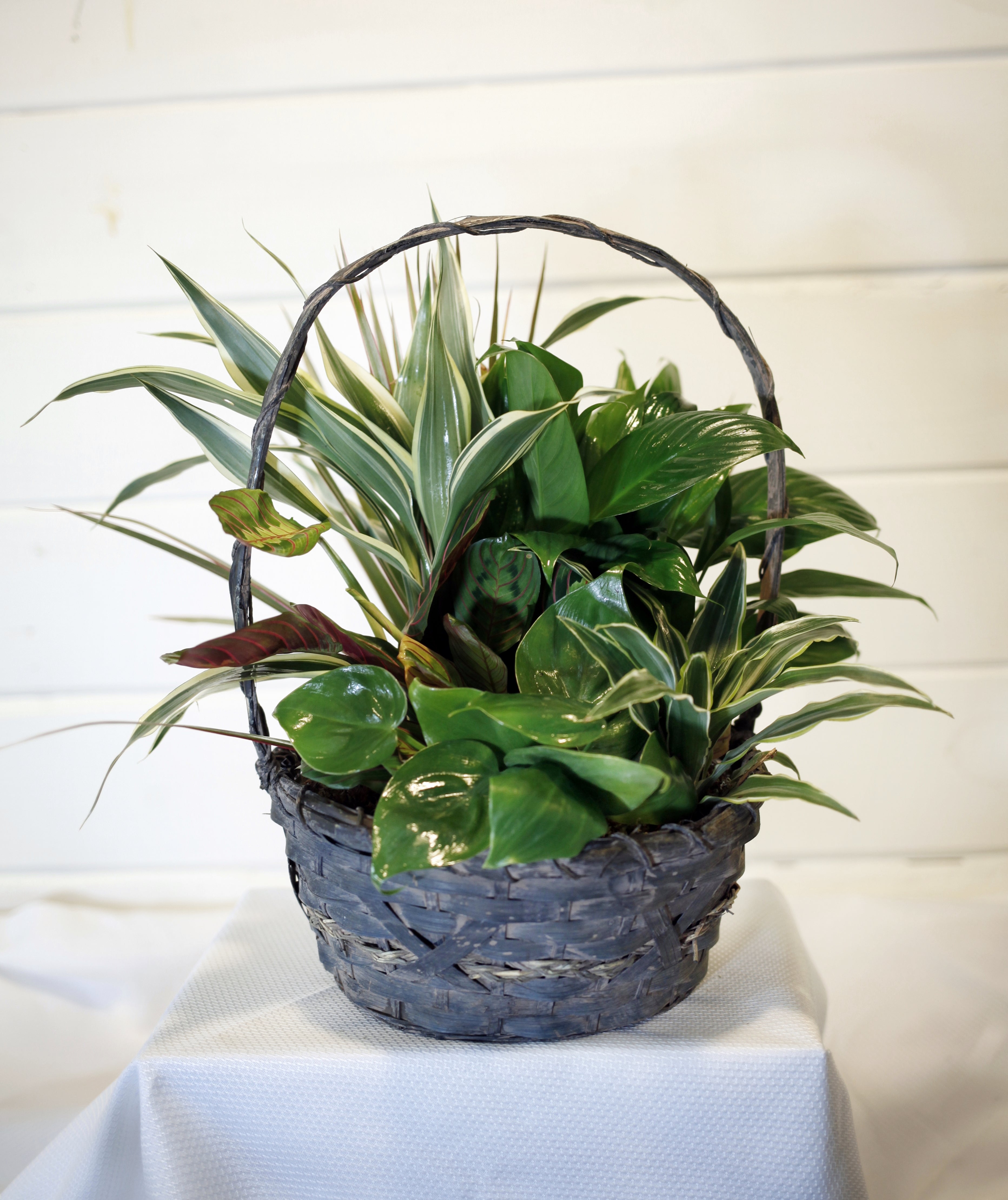 Sympathy Plants Vine + Branch Florist