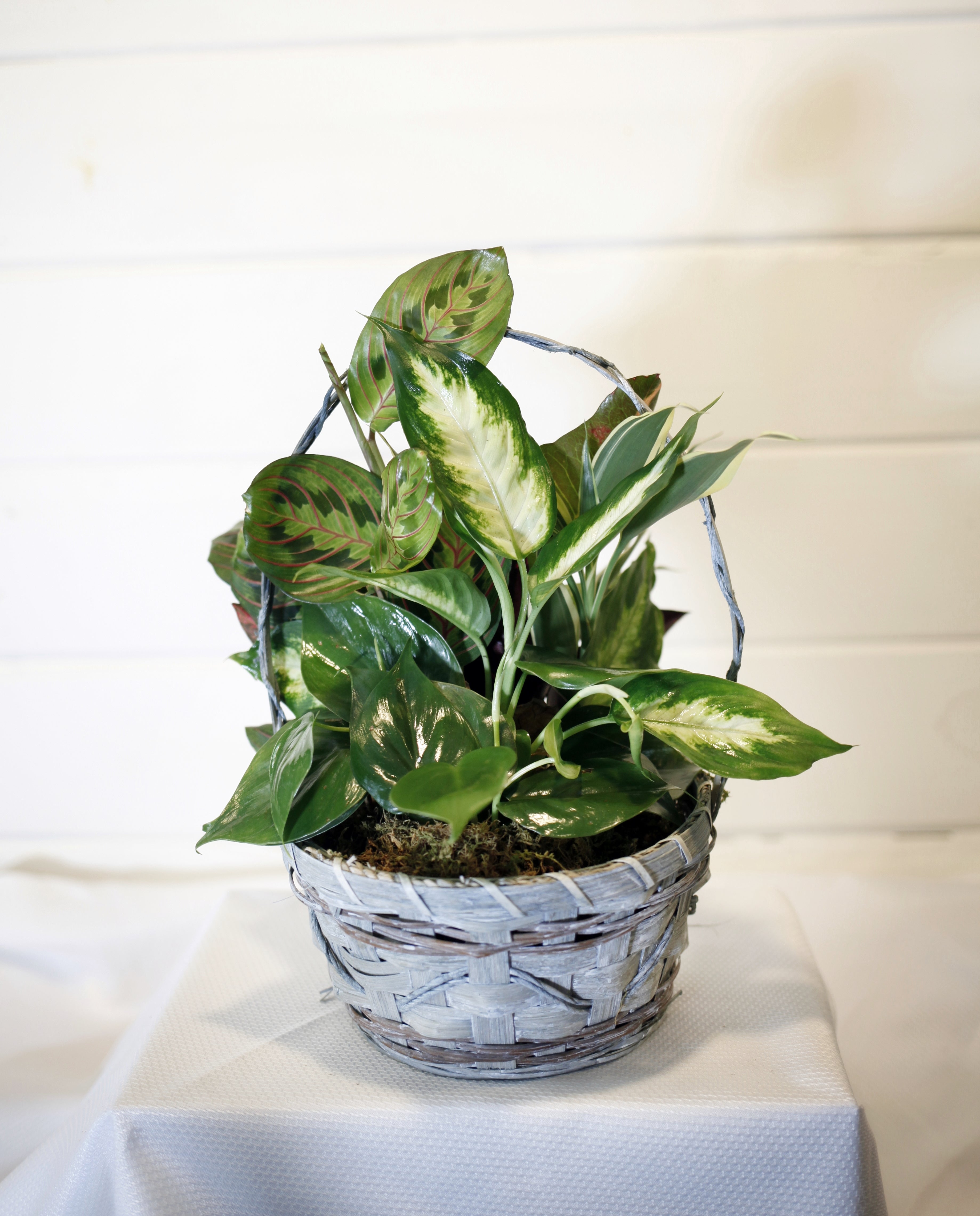 Sympathy Plants Vine + Branch Florist